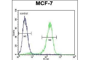 RARS Antibody (C-term) (ABIN655043 and ABIN2844674) flow cytometric analysis of MCF-7 cells (right histogram) compared to a negative control cell (left histogram). (RARS 抗体  (C-Term))