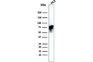 Western Blot Analysis of PC3 cell lysate. (Moesin 抗体)