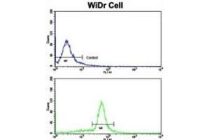 Flow Cytometry (FACS) image for anti-Villin 1 (VIL1) antibody (ABIN3002792) (Villin 1 抗体)