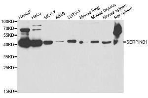 Western blot analysis of extracts of various cell lines, using SERPINB1 antibody. (SERPINB1 抗体  (AA 100-379))