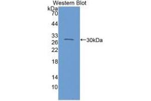 Western blot analysis of recombinant Mouse C1INH. (SERPING1 抗体  (AA 35-179))
