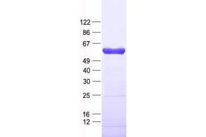 Western Blotting (WB) image for Zinc finger protein 82 homolog (ZFP82) protein (His tag) (ABIN2736066)