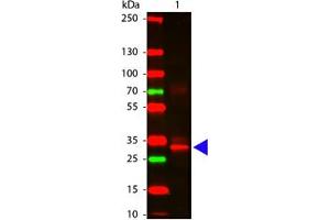 Image no. 1 for anti-Asparaginase Homolog (ASPG) antibody (ABIN799764) (Asparaginase 抗体)