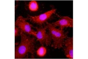 Immunofluorescence (IF) image for anti-C-Type Lectin Domain Family 4, Member E (CLEC4E) (AA 41-219) antibody (ABIN487350)