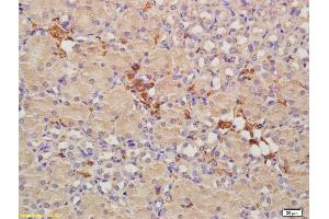 Formalin-fixed and paraffin embedded mouse kidney labeled with Anti-CRIM1 Polyclonal Antibody, Unconjugated (ABIN676853) at 1:200, followed by conjugation to the secondary antibody and DAB staining (CRIM1 抗体  (AA 901-1028))
