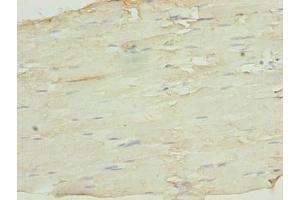 Immunohistochemistry of paraffin-embedded human skeletal muscle tissue using ABIN7169483 at dilution of 1:100 (SH3BGRL3 抗体  (AA 2-93))