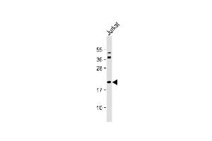 Anti-Bid Antibody (BH3 Domain Specific) at 1:2000 dilution + Jurkat whole cell lysate Lysates/proteins at 20 μg per lane. (BID 抗体  (AA 68-103))