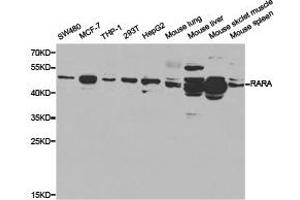 Western Blotting (WB) image for anti-Retinoic Acid Receptor, alpha (RARA) antibody (ABIN1875395)