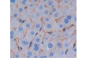IHC-P analysis of Mouse Tissue, with DAB staining. (SEMA4B 抗体  (AA 31-240))