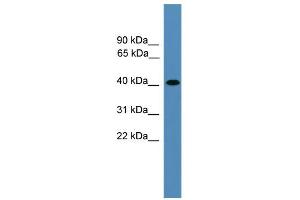 WB Suggested Anti-AIMP2 Antibody Titration: 0. (AIMP2 抗体  (Middle Region))