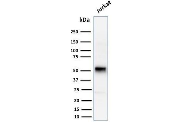 Cyclin E1 抗体  (AA 10-176)