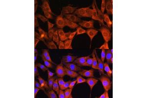 Immunofluorescence (IF) image for anti-Aldehyde Oxidase 1 (AOX1) (AA 340-590) antibody (ABIN1678678)