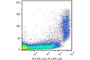 Surface staining of CD9 in murine peritoneal fluid cells with anti-CD9 (EM-04) FITC. (CD9 抗体  (FITC))