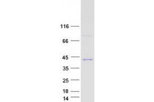 MED4 Protein (Myc-DYKDDDDK Tag)