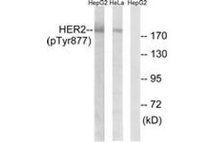 Western blot analysis of extracts from HepG2 cells and HeLa cells, using HER2 (Phospho-Tyr877) Antibody. (ErbB2/Her2 抗体  (pTyr877))