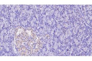 Detection of APOH in Human Pancreas Tissue using Monoclonal Antibody to Apolipoprotein H (APOH) (APOH 抗体  (AA 22-345))