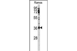 Western blot analysis of anti-U2AF1 Antibody (Center S70) in Ramos cell line lysates (35ug/lane). (U2AF1 抗体  (AA 55-83))