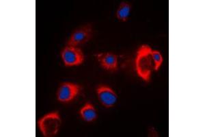 Immunofluorescence (IF) image for anti-Solute Carrier Family 39 (Zinc Transporter), Member 7 (SLC39A7) (Center) antibody (ABIN7297328)