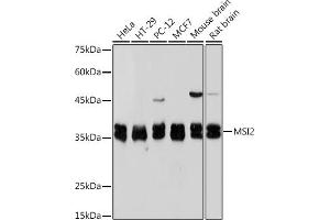 Western blot analysis of extracts of various cell lines, using Musashi-2 (Musashi-2 (MSI2)) Rabbit mAb (ABIN7268701) at 1:1000 dilution.