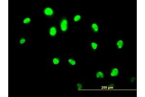 Immunofluorescence (IF) image for anti-GA Binding Protein Transcription Factor, alpha Subunit 60kDa (GABPA) (AA 1-100) antibody (ABIN515888)