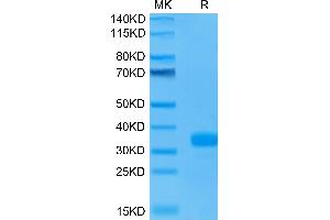 Angiopoietin 2 Protein (ANGPT2) (AA 275-496) (His-Avi Tag)