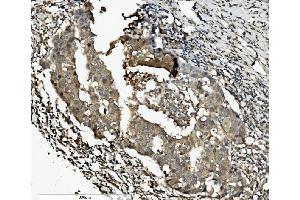 IHC analysis of Caspase-7/CASP7 using anti-Caspase-7/CASP7 antibody (ABIN7600823).