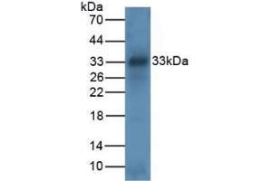 Detection of TPS in Mouse Intestine Tissue using Polyclonal Antibody to Tryptase (TPS) (TPSAB1 抗体  (AA 161-262))