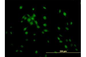 Immunofluorescence of monoclonal antibody to KLF11 on NIH/3T3 cell. (KLF11 抗体  (AA 404-512))