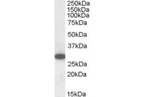 ABIN185237 (1µg/ml) staining of Human Peripheral Blood Mononucleocytes lysate (35µg protein in RIPA buffer). (RGS18 抗体  (C-Term))