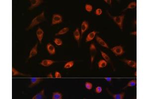 Immunofluorescence analysis of L929 cells using TP53I13 Polyclonal Antibody at dilution of 1:100. (TP53I13 抗体)