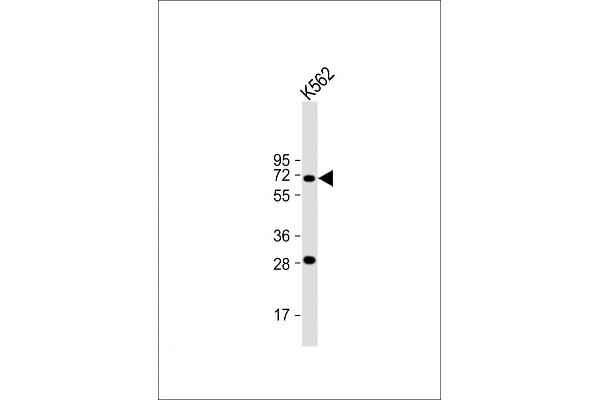STT3A anticorps  (AA 476-507)