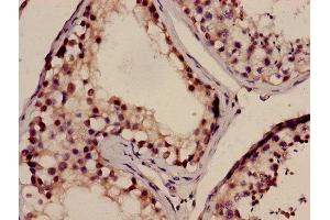Immunohistochemistry of paraffin-embedded human testis tissue using ABIN7165721 at dilution of 1:100 (NELL2 抗体  (AA 511-637))