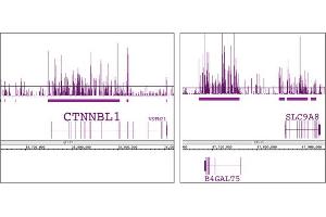 Histone H3K9me1 antibody (pAb) tested by ChIP-chip. (Histone 3 抗体  (meLys9))