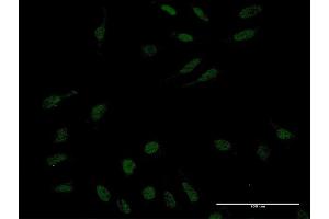 Immunofluorescence (IF) image for anti-Kruppel-Like Factor 10 (KLF10) (AA 111-210) antibody (ABIN520905)