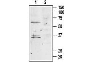 Western blot analysis of mouse brain lysates: - 1. (MC4R 抗体  (Extracellular, N-Term))