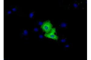 Immunofluorescence (IF) image for anti-Von Willebrand Factor A Domain Containing 5A (VWA5A) antibody (ABIN1501748) (VWA5A 抗体)