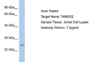 Host: Rabbit Target Name: TANGO2 Sample Type: Jurkat Whole Cell lysates Antibody Dilution: 1. (C22orf25 抗体  (Middle Region))