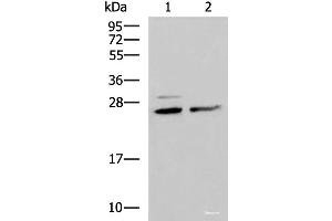 Western blot analysis of Hela and K562 cell lysates using SNRPB2 Polyclonal Antibody at dilution of 1:1600 (SNRPB2 抗体)