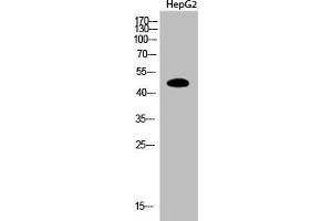 Western Blot analysis of HepG2 cells using Acetyl-PTEN (K402) Polyclonal Antibody (PTEN 抗体  (acLys402))