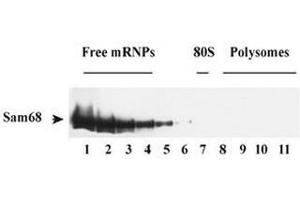 Sam68 associated with polysomal RNA and RNA granules. (KHDRBS1 抗体)