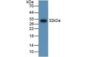 Detection of Recombinant AMH, Gallus using Polyclonal Antibody to Anti-Mullerian Hormone (AMH) (AMH 抗体  (AA 409-644))