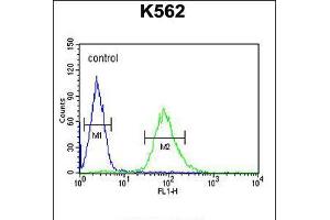 Flow cytometric analysis of K562 cells (right histogram) compared to a negative control cell (left histogram). (ARHGAP17 抗体  (N-Term))