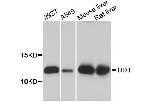 Western blot analysis of extracts of various cell lines, using DDT antibody. (DDT 抗体  (AA 1-118))
