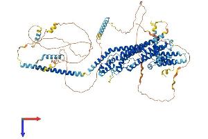 PAX3 and PAX7 Binding Protein 1 (PAXBP1) (AA 1-917) protein (His tag)