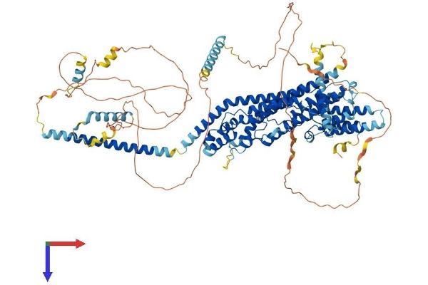 PAX3 and PAX7 Binding Protein 1 (PAXBP1) (AA 1-917) protein (His tag)