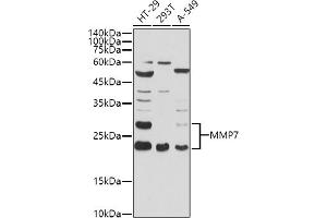 Western blot analysis of extracts of various cell lines, using MMP7 antibody (ABIN3021102, ABIN3021103, ABIN3021104, ABIN1513214 and ABIN6213952) at 1:1000 dilution. (MMP7 抗体  (AA 18-267))