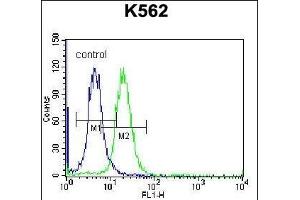 FSHB/FSH Antibody (Center) (ABIN656979 and ABIN2846162) flow cytometric analysis of K562 cells (right histogram) compared to a negative control cell (left histogram). (FSHB 抗体  (AA 36-64))