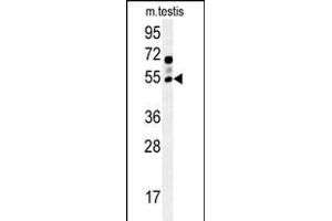 GABRG2 Antibody (Center) (ABIN654148 and ABIN2844015) western blot analysis in mouse testis tissue lysates (15 μg/lane). (GABRG2 抗体  (AA 198-224))