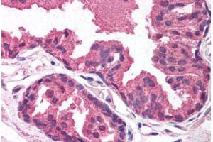 Human Prostate (formalin-fixed, paraffin-embedded) stained with EGLN2 antibody ABIN214100 at 5 ug/ml followed by biotinylated goat anti-rabbit IgG secondary antibody ABIN481713, alkaline phosphatase-streptavidin and chromogen. (PHD1 抗体  (AA 58-107))