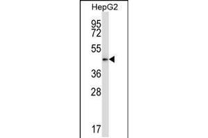 Western blot analysis in HepG2 cell line lysates (35ug/lane). (PDK2 抗体  (N-Term))